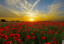 Calgary adjusts Transit, Parking, and Road Access for Remembrance Day